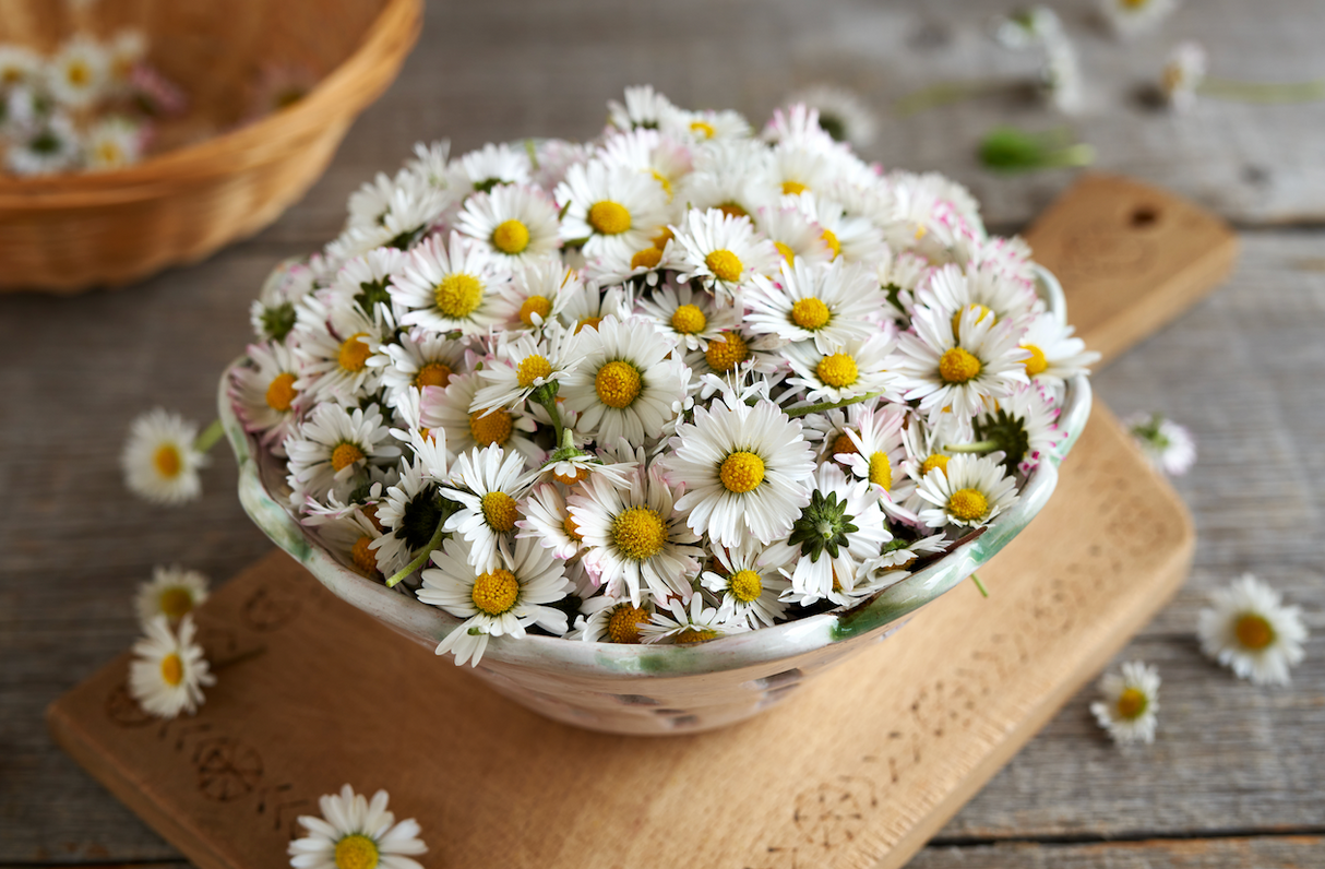 Close-up of English White Daisy (Bellis Perennis) flower with white petals and yellow center in garden setting