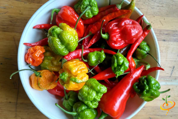 All-in-One WORLD'S Hottest Peppers 🥵🔥🌶️ Variety Pack - SeedsNow.com - *Variety Packs