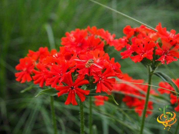 Bright red Lychnis chalcedonica wildflowers from SeedsNow's Righteous Red Scatter Garden Seed Mix, shown in full bloom.