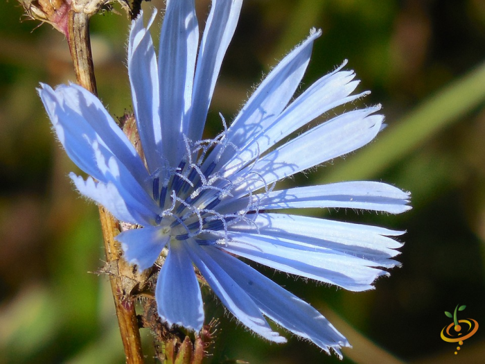 Wildflower mix packet featuring bachelor button flowers for moist garden areas, by SeedsNow.