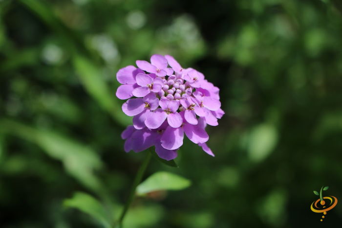 Wildflower Mix seed packet featuring colorful wildflowers including candytuft, for fragrant garden flower scatter planting.