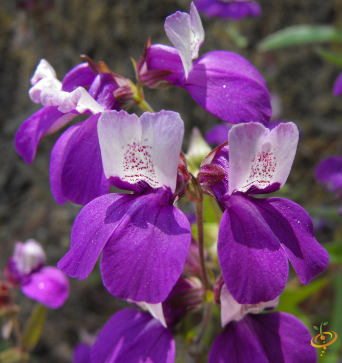 Wildflowers low grow scatter garden seed mix by SeedsNow, showing colorful flower seeds and packaging for easy planting.