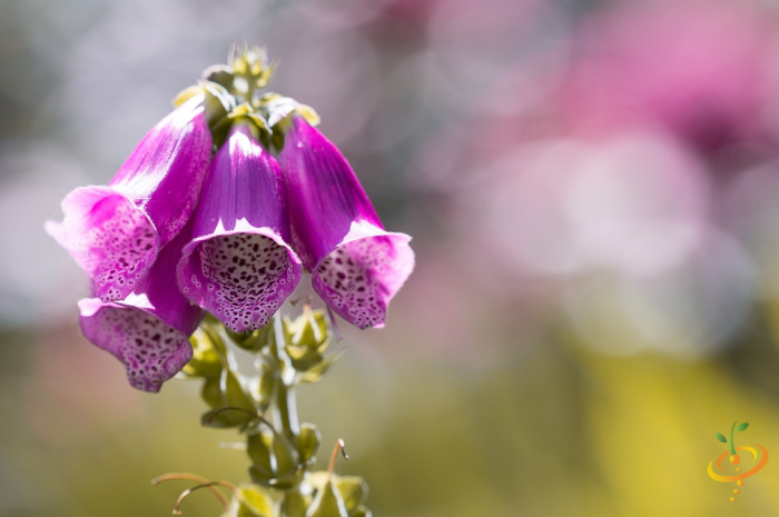 Wildflowers Moist Area Scatter Garden Seed Mix showing vibrant foxglove flowers and lush green foliage in a natural garden setting