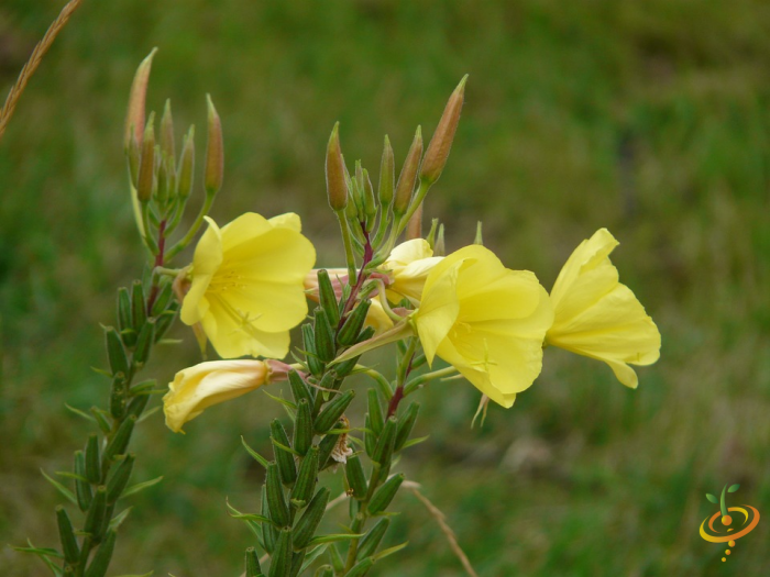 Wildflower Mix seed packet featuring evening primrose for vibrant, natural garden blooms by SeedsNow