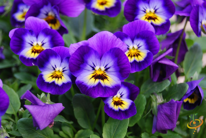 Wildflower Mix seed packet from SeedsNow featuring colorful wildflowers suitable for moist garden areas.
