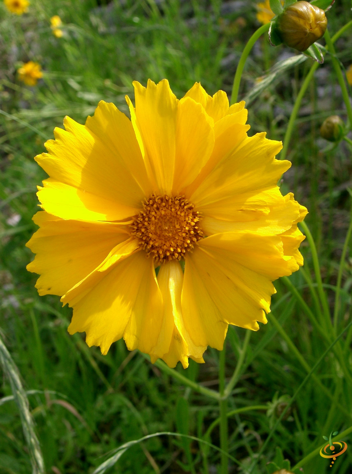 Wildflower mix featuring Lance Leaf Coreopsis from SeedsNow, showing vibrant yellow flowers and green foliage in a garden setting.