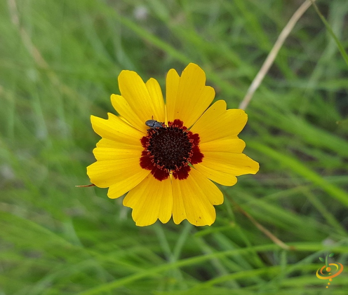Wildflower mix seed packet from SeedsNow featuring plains coreopsis for moist garden areas with colorful wildflowers.