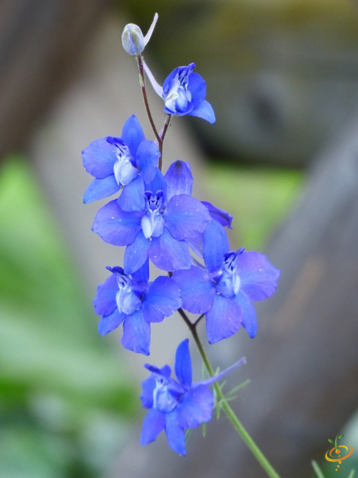 Wildflowers Moist Area Scatter Garden Seed Mix with rocket larkspur and other colorful wildflower seeds from SeedsNow