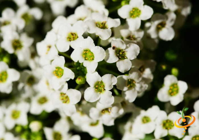 Carpet of wildflowers in snowy white and pastel hues from SeedsNow hummingbird and butterfly scatter garden seed mix.