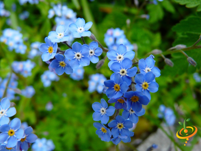Wildflower mix by SeedsNow featuring forget-me-not flowers, attracting hummingbirds and butterflies in a vibrant garden scatter seed blend.