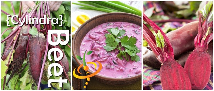 Beet - Cylindra.