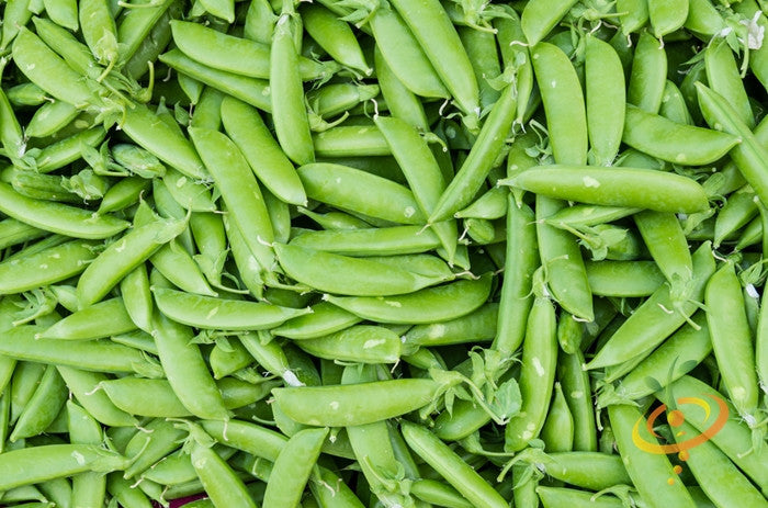 Cascadia Sugar snap pea plant with lush green pods and foliage, grown from SeedsNow Pea (Snap) - Cascadia Sugar seeds.