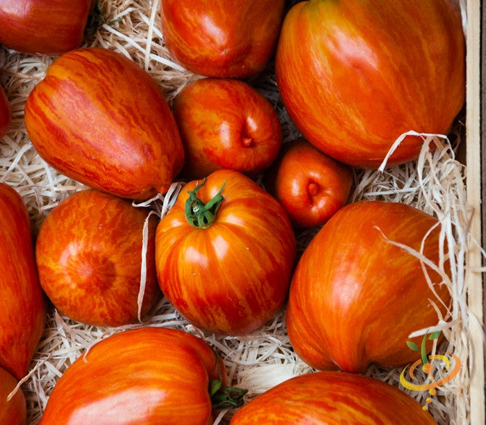 Bright image of Tigerella tomato seeds from SeedsNow, showing the indeterminate tomato variety with vibrant red and yellow striped fruit.
