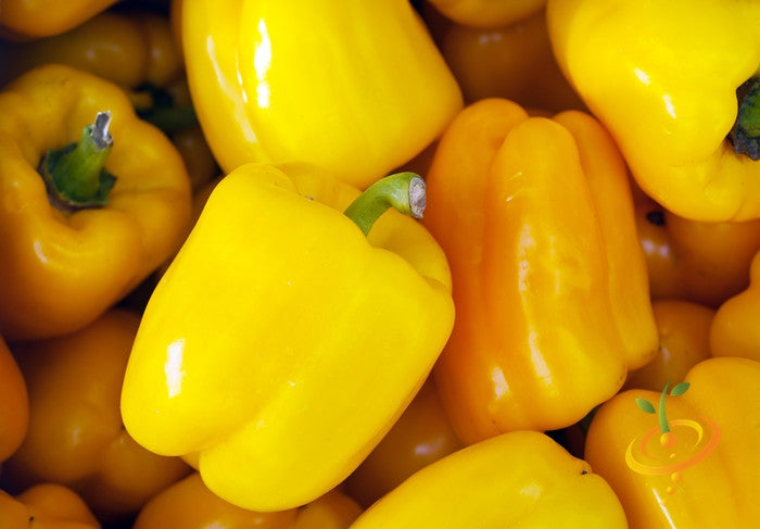 Bright yellow Sunbright sweet peppers close-up with smooth shiny skin and green stems