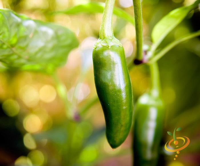 Close-up of a green jalapeño pepper growing on the plant in natural light