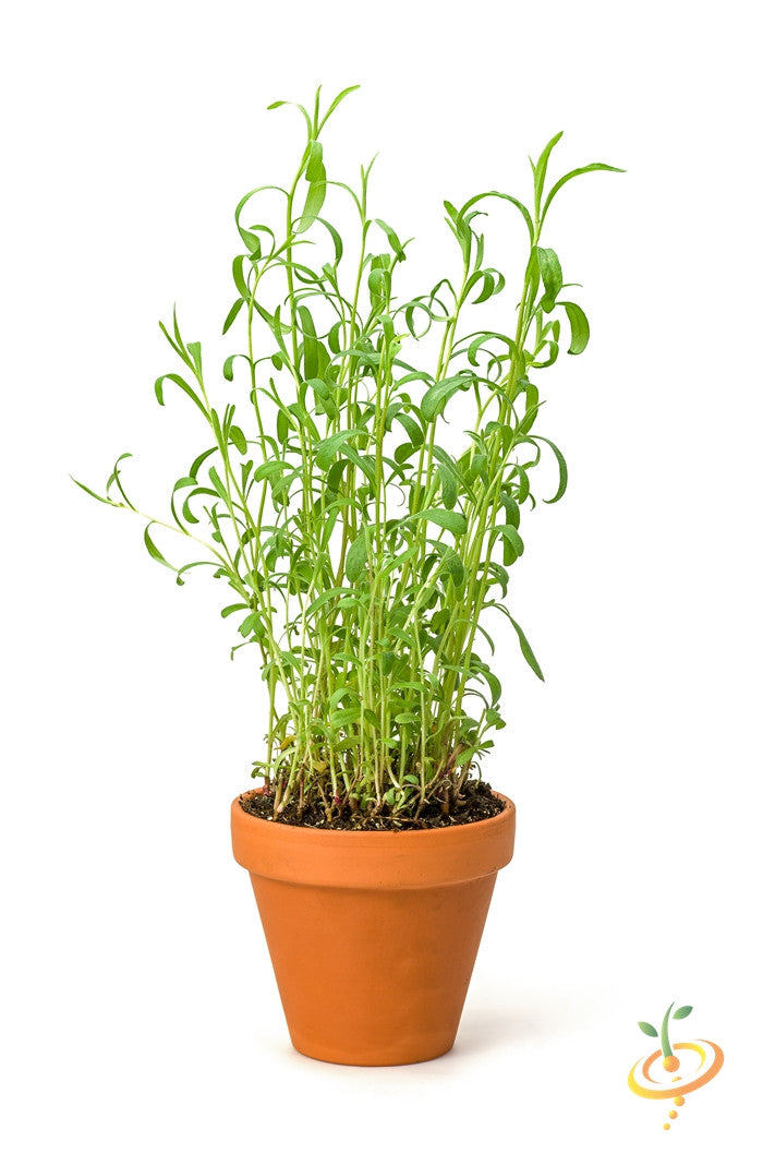 Tarragon seeds from SeedsNow, small brown seeds suitable for planting and growing fresh tarragon herb in gardens or containers.