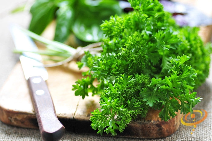 Fresh green curled parsley leaves from SeedsNow, triple moss curled parsley seeds for gardening and cooking.