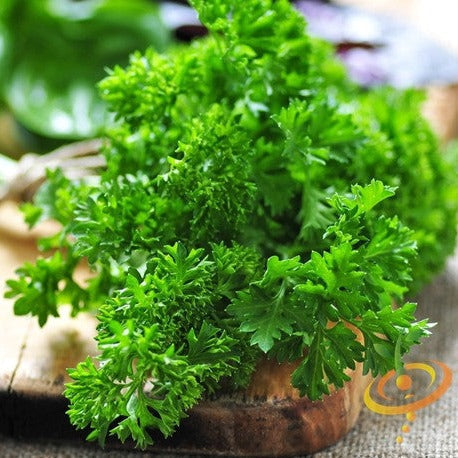 Buy Triple Moss Curled Parsley herb seeds online, Petroselinum crispum