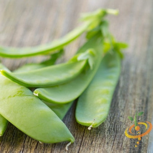Buy Oregon Sugar Pod pea seeds online from the USA. These easy-to-grow, sweet, and tender pods are ideal for cool-season gardens and produce high yields quickly.