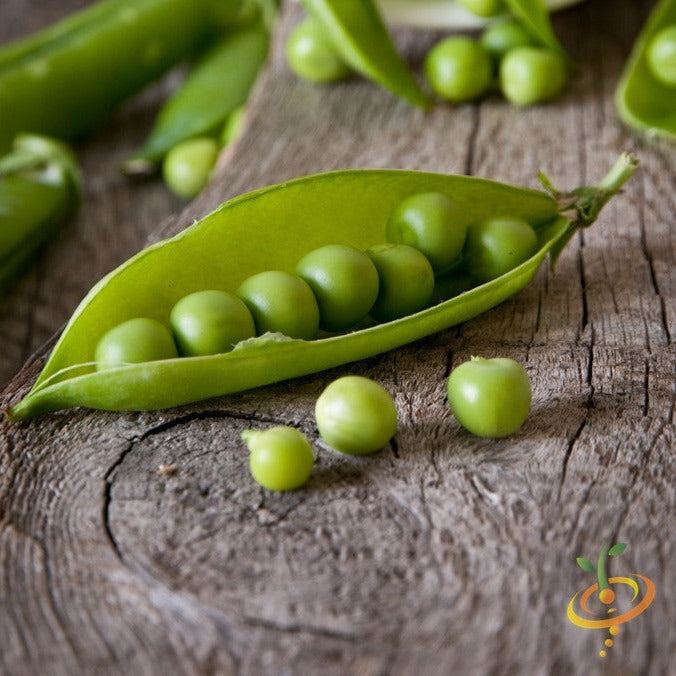 Fresh Sugar Ann snap pea seeds from SeedsNow, showing vibrant pea seeds in a clear container for planting.