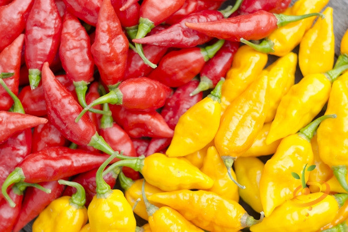 Yellow Devil's Tongue hot pepper seeds from SeedsNow, showing vibrant yellow pepper seeds with fiery appearance.