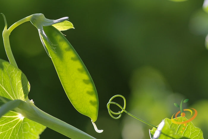 Close-up of green Oregon Sugar Pod peas growing on vine with leaves and tendrils in natural sunlight