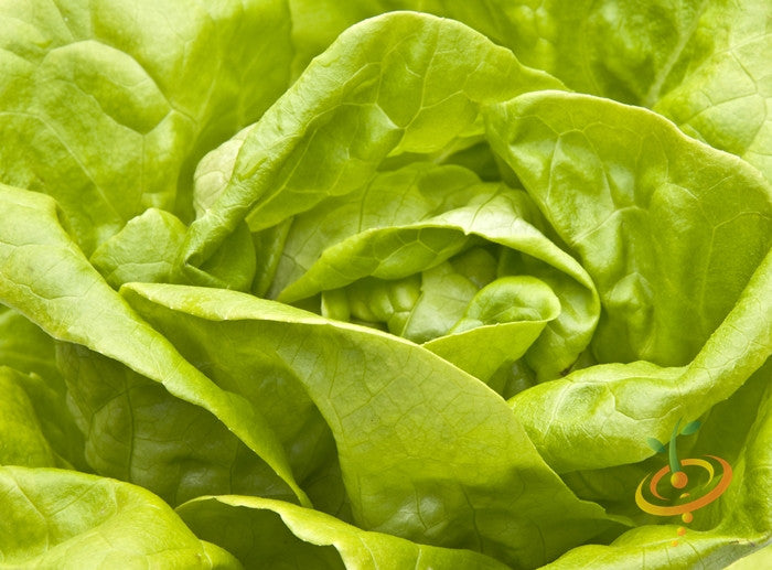 Fresh green Summer Bibb lettuce leaves from SeedsNow, shown growing in a garden bed with vibrant, crisp foliage.