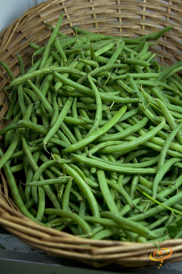Basket filled with fresh Tendergreen Bush Beans