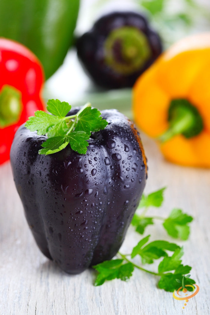 Purple Beauty sweet pepper seeds from SeedsNow, featuring vibrant purple peppers on green plants.
