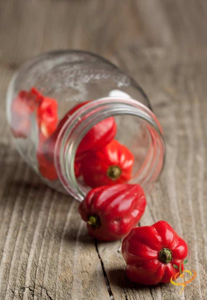 Red Caribbean Habanero hot peppers spilling from a glass jar on wooden surface
