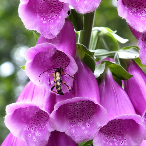 Buy Moist Area Wildflowers Scatter Garden Seed Mix online from USA. Includes 16 flower varieties, easy to grow, and suitable for moist spaces with minimal maintenance.