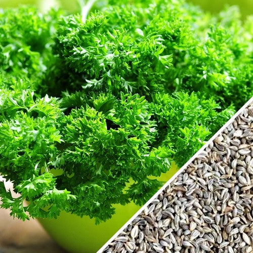 Evergreen Parsley herb seeds (Petroselinum crispum) for sale in the USA!