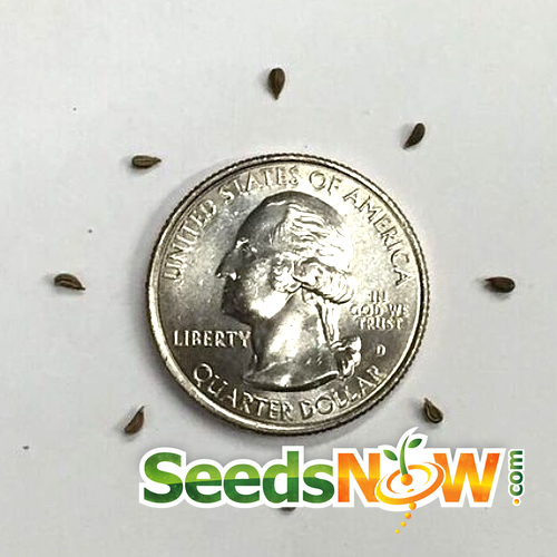 Rooted Hamburg parsley seeds from SeedsNow, showing fresh green parsley growing in soil.