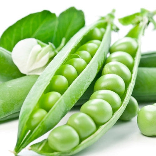 Little Marvel Pea Heirloom NON-GMO seeds for sale online in the USA!