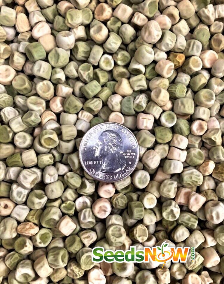 Close-up of Sugar Ann snap pea seeds from SeedsNow, showcasing small, round seeds in a natural light setting.