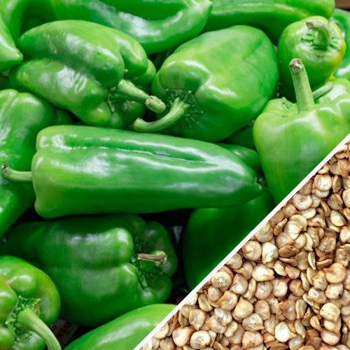 Fresh green Ancho Grande hot peppers with a close-up of their seeds