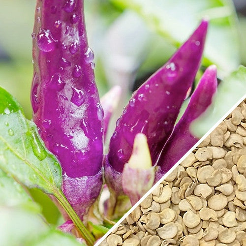 Purple cayenne hot pepper seeds from SeedsNow, featuring vibrant purple peppers and green stems in a close-up image.