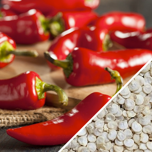 Fresno Chili hot pepper seeds from SeedsNow, small red Fresno peppers with glossy skin, ideal for spicy dishes and gardening.