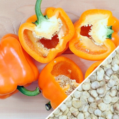 Sweet orange Horizon pepper seeds from SeedsNow, ready for planting in a garden or container.