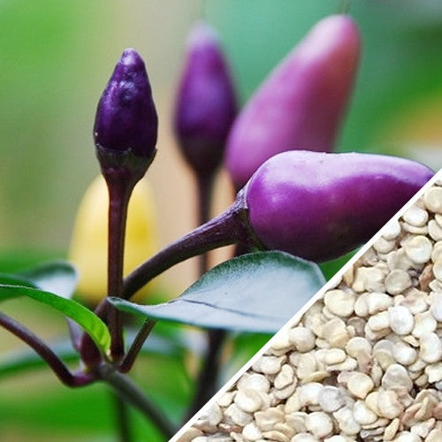 Purple Tiger hot pepper seeds from SeedsNow, showing vibrant purple peppers with fiery heat potential.