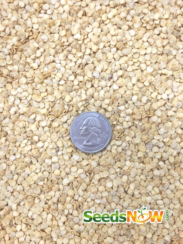 Santa Fe Grande pepper seeds with a quarter coin for size reference