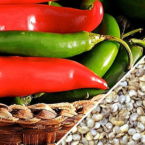 Close-up of red and green Serrano Tampiqueño peppers with seeds on a woven basket background