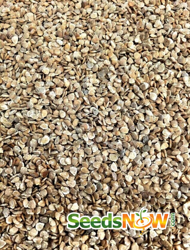 Close-up of SeedsNow Bonny Best indeterminate tomato seeds in packaging, showcasing vibrant seed details for planting.