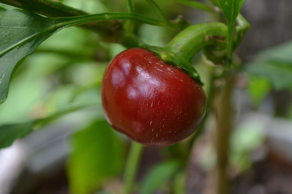 Large red cherry sweet pepper from SeedsNow, showing vibrant red seeds and glossy ripe fruit on the plant.
