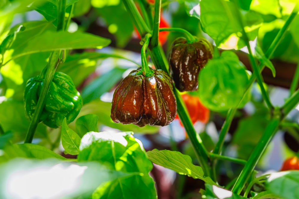 Pepper (Hot) - Habanero, Chocolate 🔥🔥🔥🔥🔥 - SeedsNow.com