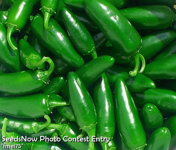 Close-up of fresh green jalapeño peppers with glossy skin and stems
