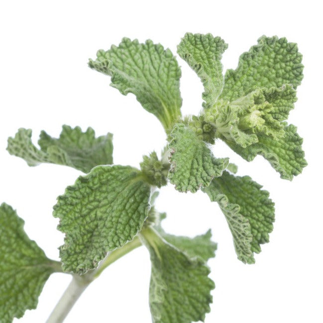 Order high-quality Horehound herbs seeds to plant in your organic garden! Shop a collection of Open-pollinated USA-quality, Heirloom, NON-GMO organic seeds & more!