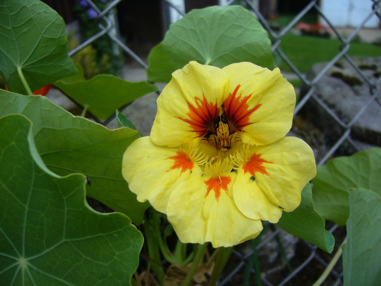 Peach Melba Nasturtium flower seeds from SeedsNow, showing vibrant orange and red blooms and green leafy foliage.