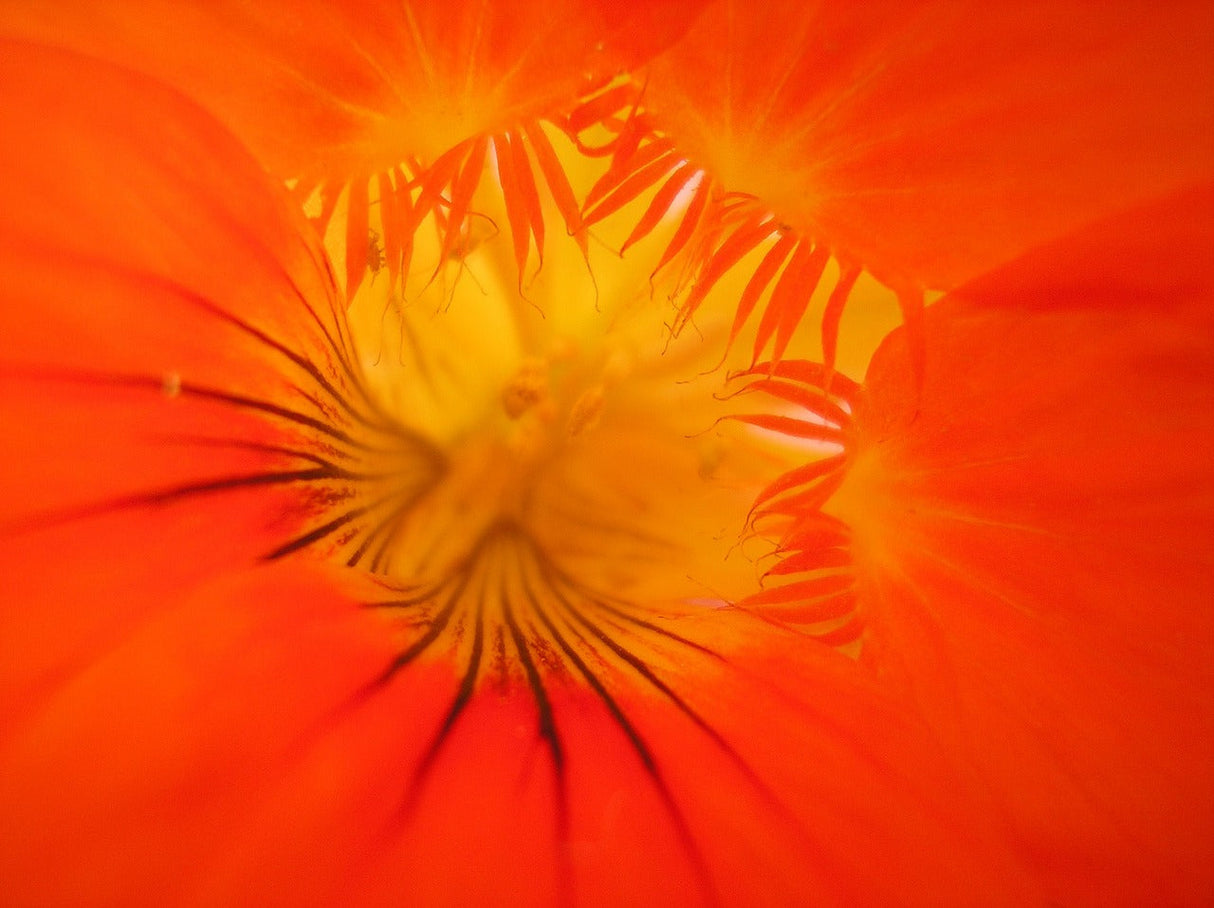 Colorful Alaska Mix Nasturtium flower seeds from SeedsNow, showcasing vibrant, edible nasturtium blossoms and lush green foliage.