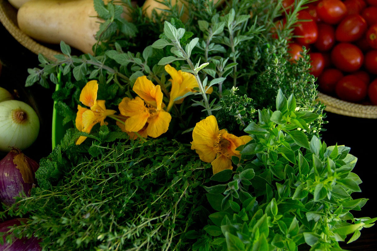 Dwarf Jewel Mix Nasturtium flower seeds by SeedsNow, showing vibrant, colorful blooming nasturtium flowers and green foliage.